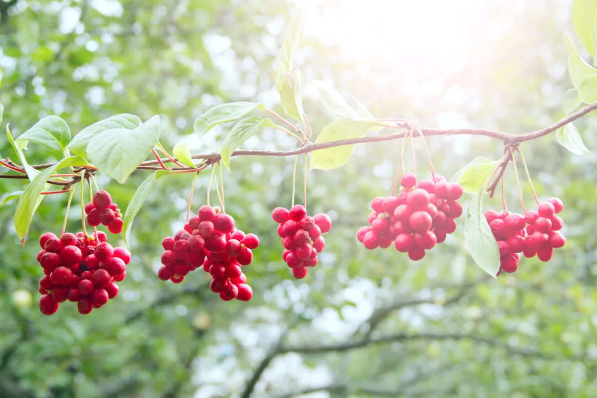 Schisandra chinensis