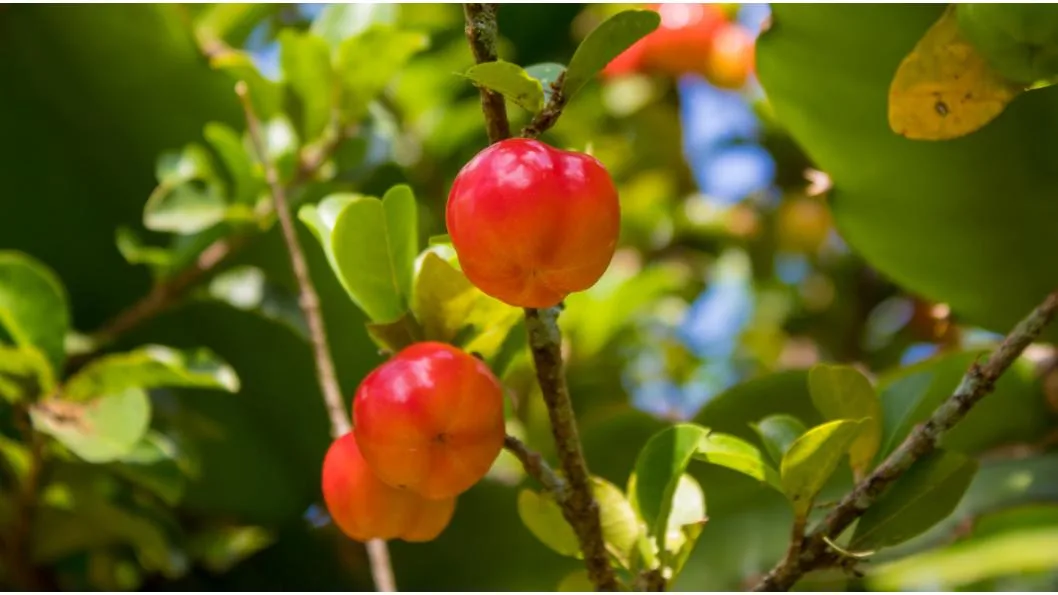 Acerola