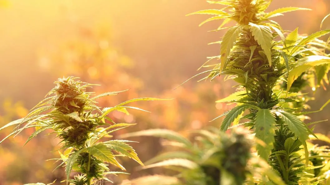 Cannabis