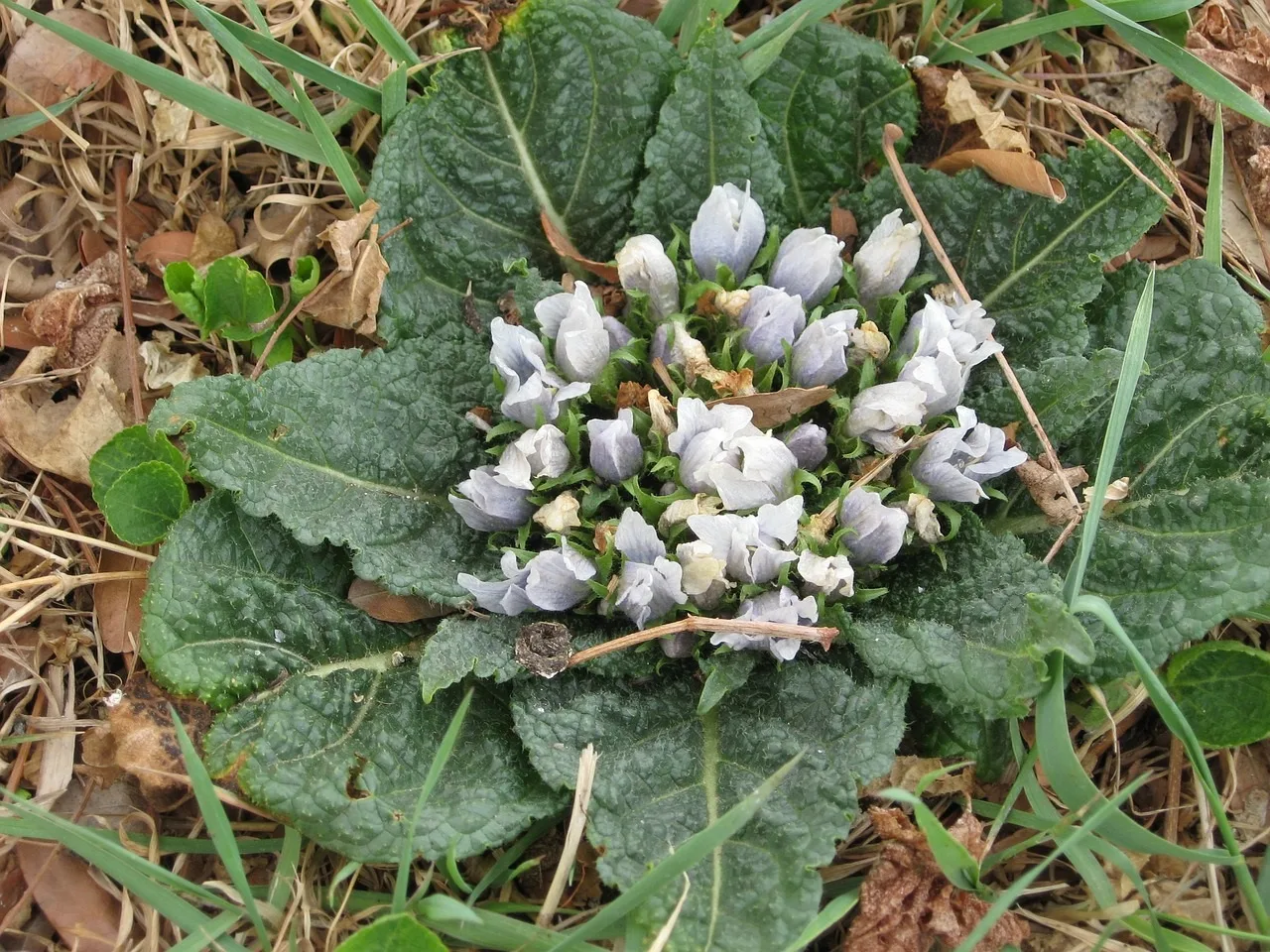 Mandrake