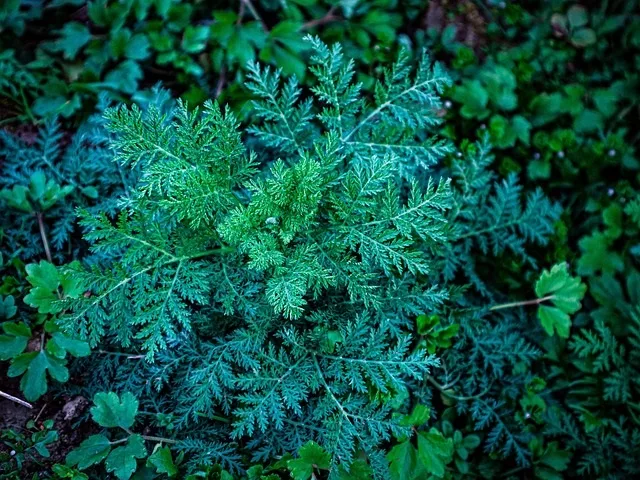 Sweet wormwood dioscorides