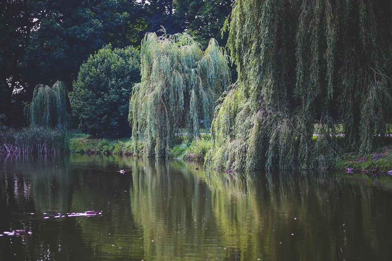 Willow