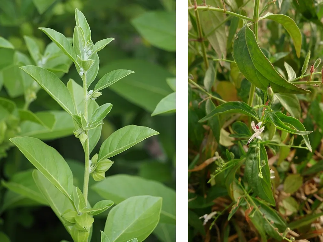 Withania andrographis